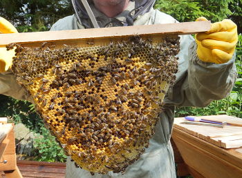 moving the bees to their new hive
