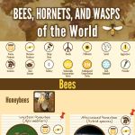 Bees, Hornets, and Wasps of the World